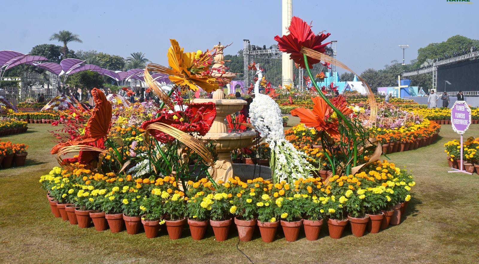 جیلانی پارک لاہور میں سالانہ گل داودی کی نمائش