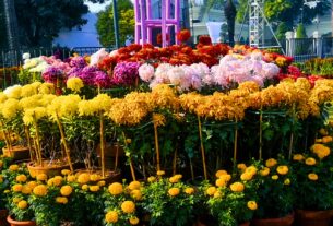 جیلانی پارک لاہور میں سالانہ گل داودی کی نمائش