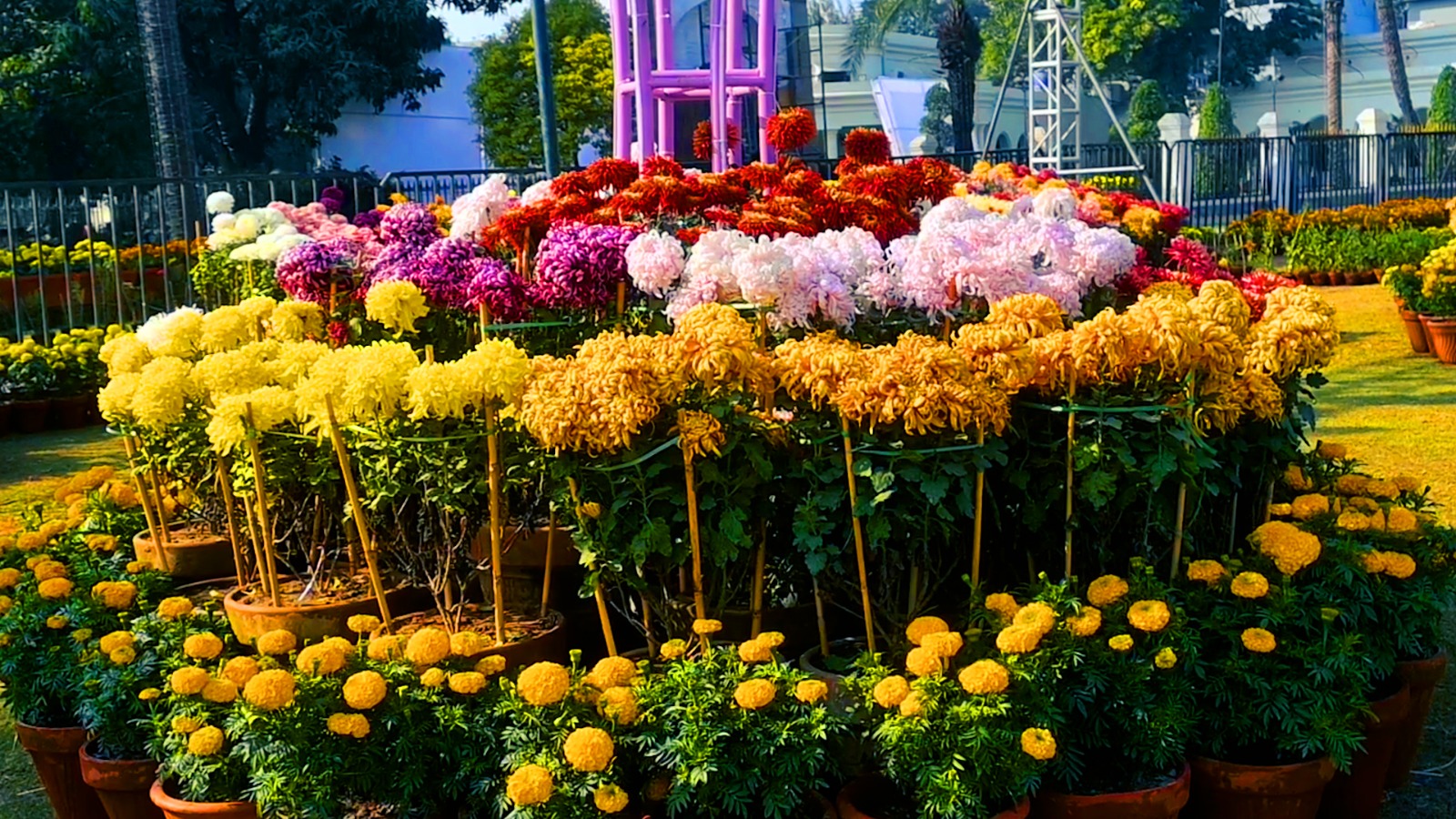 جیلانی پارک لاہور میں سالانہ گل داودی کی نمائش